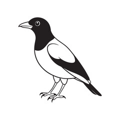 Mayna bird silhouette vector style with white background.