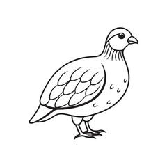 Quail bird line out art vector style with white background.