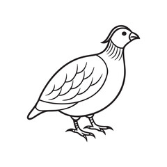Quail bird line out art vector style with white background.