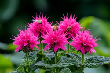 Monarda (Bee Balm) flowers buzzing with bees and butterflies, their spiky petals standing out in a sunny meadow