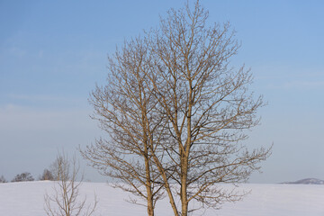 北海道　冬の美瑛の雪景色