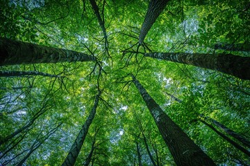 Naklejka premium Sustainability theme illustrating a carbon-negative forest, focusing on biodiversity and the concept of net zero impact.