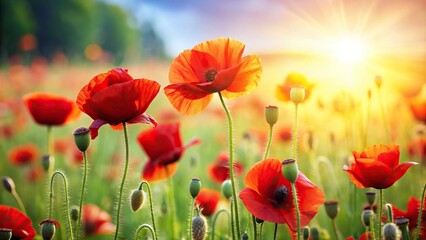 Obraz premium Magical closeup of red poppies blooming on a spring meadow with the sun in the background