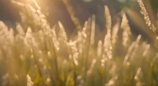 The Magic of Morning: Dew on Wild Grasses