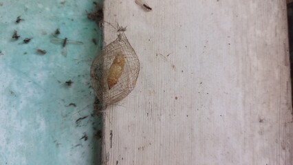 A caterpillar cocoon is in the process of metamorphosis and is attached to the window of an old...