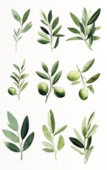 A collection of watercolor olive branch illustrations, perfect for adding a touch of nature to your designs.