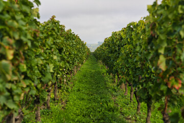 Bordeaux,France - October 4, 2024: Beautiful vineyard in autumn in Bordeaux, France. The grape variety is Merlot.