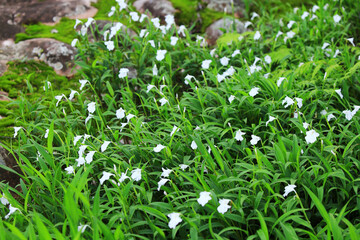 Caulokaempferia alba wild flowers in Lan Hin Poom Viewpoint at Phu Hin Rong Kla National Park in Phitsanulok Province. Thailand