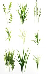 Naklejka premium A watercolor illustration of various types of green grass, perfect for adding a touch of nature to your designs.