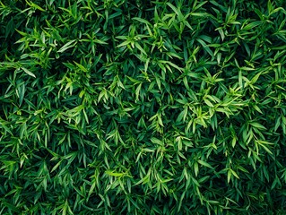 Obraz premium A lush, vibrant green background filled with dense leaves, showcasing the intricate details and textures of nature's foliage.
