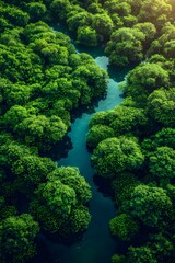 Naklejka premium Aerial top view of a lush mangrove forest with waterways snaking through dense greenery with golden sunlight, the concept of abundant ecosystems, and the beauty of the coastal wetlands. Generative AI