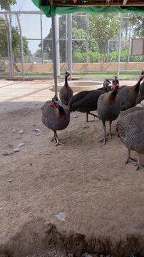 Group of Chukar Patridge is Walking