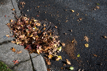 Round iron stormwater drain in a city street next to a weathered concrete sidewalk with access ramp on a corner, blocked and clogged by fall oak leaves and acorns
