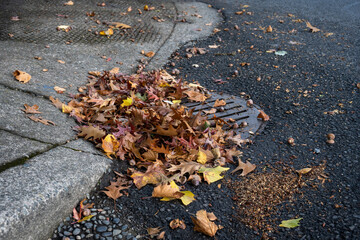 Round iron stormwater drain in a city street next to a weathered concrete sidewalk with access ramp on a corner, blocked and clogged by fall oak leaves and acorns
