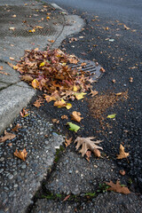Obraz premium Round iron stormwater drain in a city street next to a weathered concrete sidewalk with access ramp on a corner, blocked and clogged by fall oak leaves and acorns 