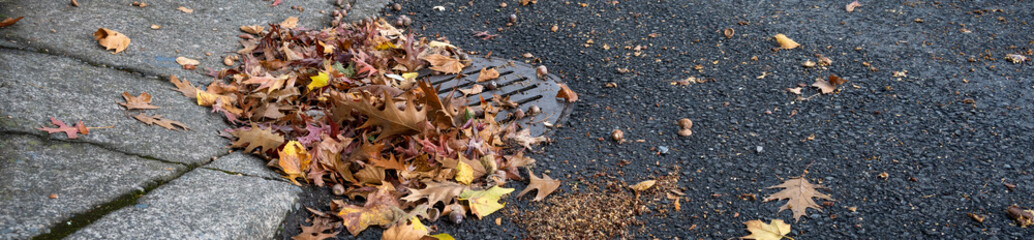 Round iron stormwater drain in a city street next to a weathered concrete sidewalk with access ramp on a corner, blocked and clogged by fall oak leaves and acorns

