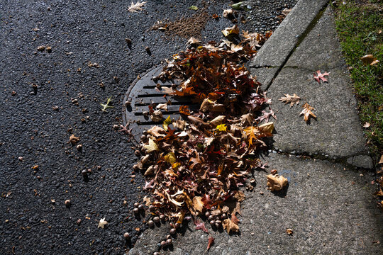 Round iron stormwater drain in a city street next to a weathered concrete sidewalk, blocked and clogged by fall oak leaves and acorns
