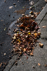 Round iron stormwater drain in a city street next to a weathered concrete sidewalk, blocked and clogged by fall oak leaves and acorns
