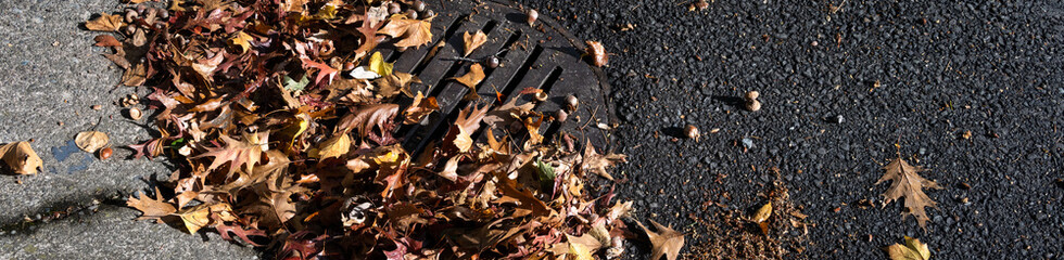 Fototapeta premium Round iron stormwater drain in a city street next to a weathered concrete sidewalk, blocked and clogged by fall oak leaves and acorns 