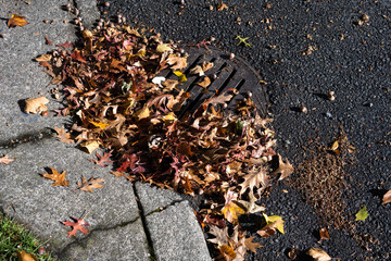 Round iron stormwater drain in a city street next to a weathered concrete sidewalk, blocked and clogged by fall oak leaves and acorns
