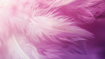 Obraz premium Delicate Feathers in Soft Light