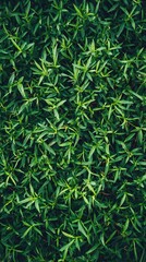 Obraz premium A vibrant close-up of lush green leaves, showcasing a rich texture and depth, ideal for nature-themed designs and backgrounds.