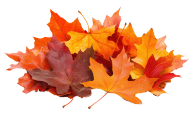 Maple autumn leaf on transparent background
