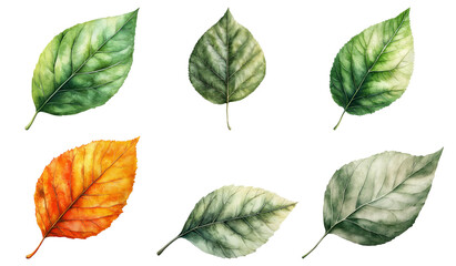 Obraz premium Isolated Leaves on Transparent Background