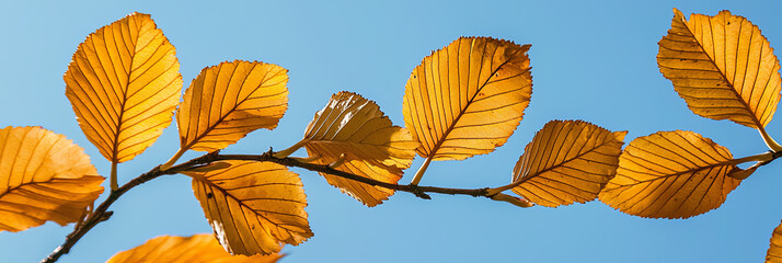 Obraz premium Close up of yellow beech leaves against a blue sky background, generative AI