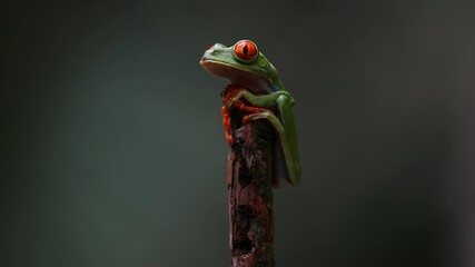 A red-eyed tree frog in the rainforest of Costa Rica