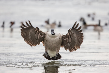 Canada Goose