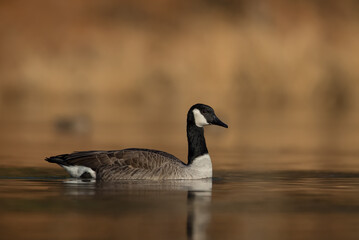 Canada Goose