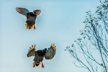 Mallards flying in downward position