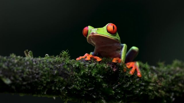 A red-eyed tree frog in the rainforest of Costa Rica