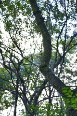 시루봉 용마산 아차산 망우산