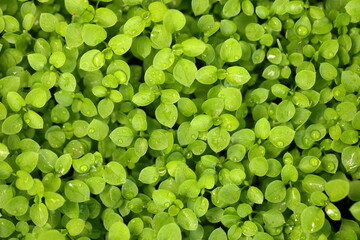 Young green plant leaves with water drops