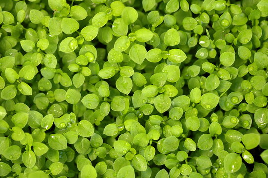 Young green plant leaves with water drops
