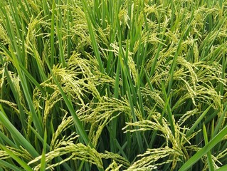 Paddy, young rice plants in the rice field