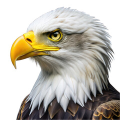 Fototapeta premium Bald eagle portrait side view isolated on transparent background