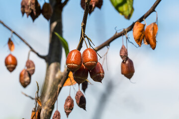 Close up of brown fruits on Sinojackia xylocarpa tree