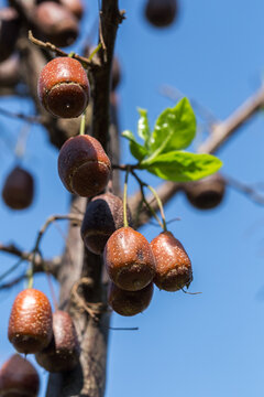 Close up of brown fruits on Sinojackia xylocarpa tree