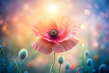Poppy flower blossoming in field of soft golden light