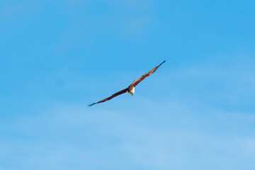 Eagle