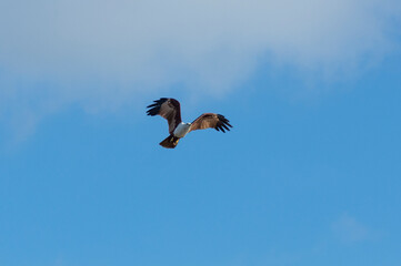 Eagle