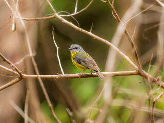 Eastern Yellow Robin On Horizontal Perch