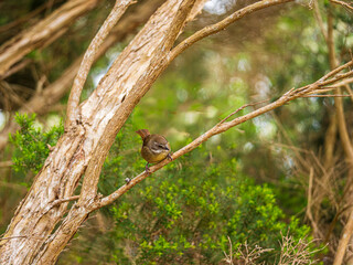White Browed Scrubwren Crouched On Branch
