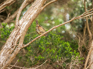 White Browed Scrubwren About To Launch