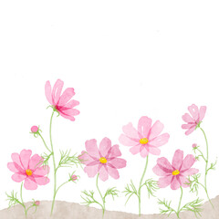 水彩手書きのピンクのコスモスの花イラスト