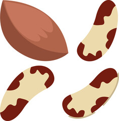 illustration of brazilian nut shell and contents
