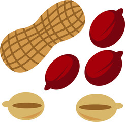 simple illustration of peanut set with shell and contents